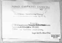 Fuscoporia torulosa image
